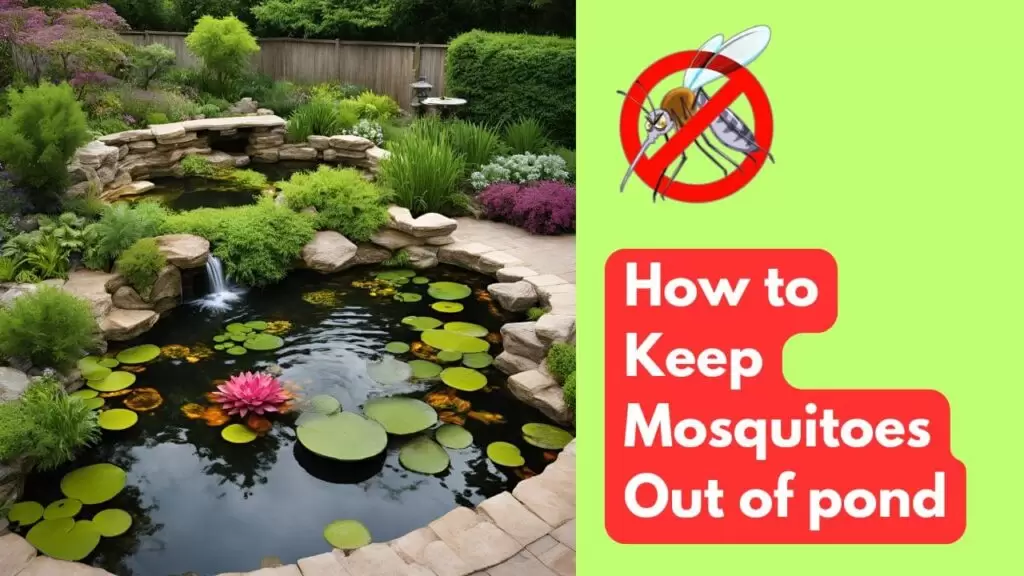 Mosquito Control in Pond - How to keep mosquitoes out of pond