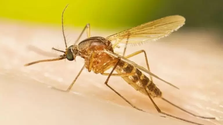 Culex Mosquito Biology, Behavior, Diseases, and Control