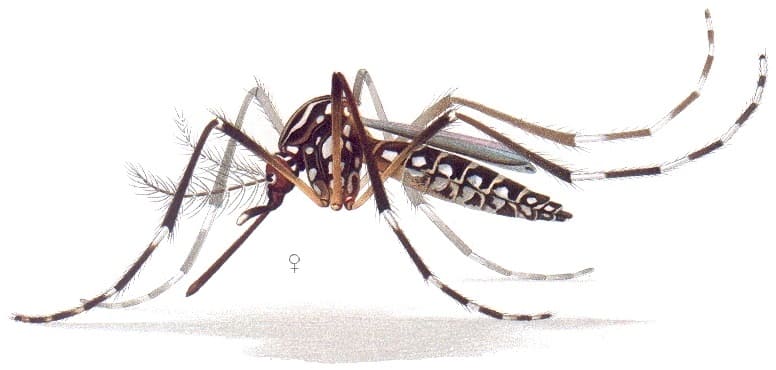 Asian Tiger mosquito (Aedes albopictus)