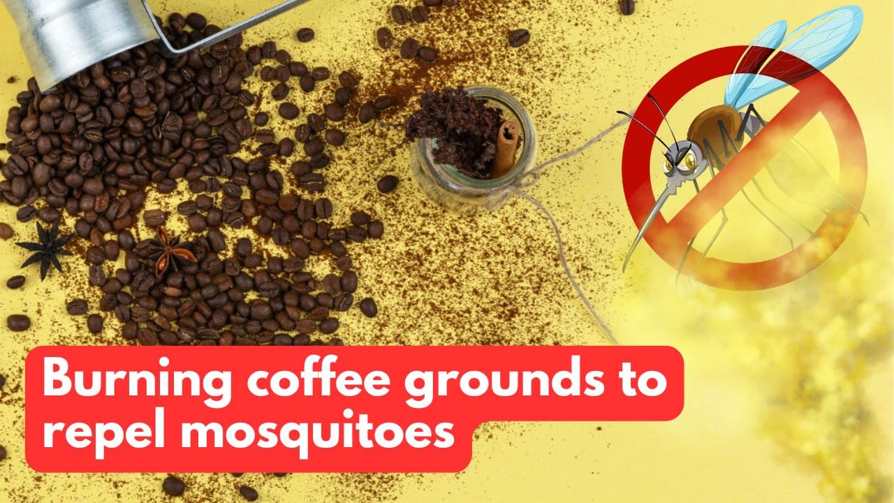 Burning Coffee Grounds to Repel Mosquitoes