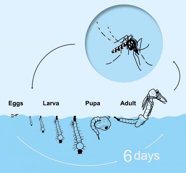 How Long do Mosquitoes Live