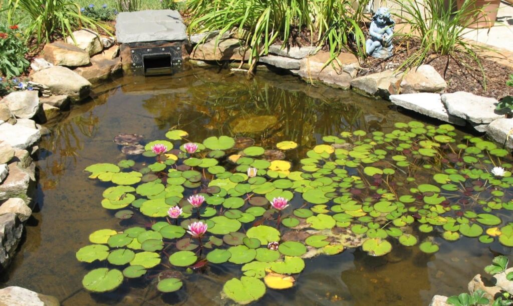 How to keep your pond free of mosquitoes