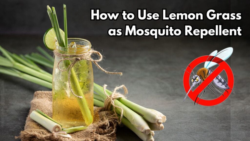 How to use lemon grass as mosquito repellent