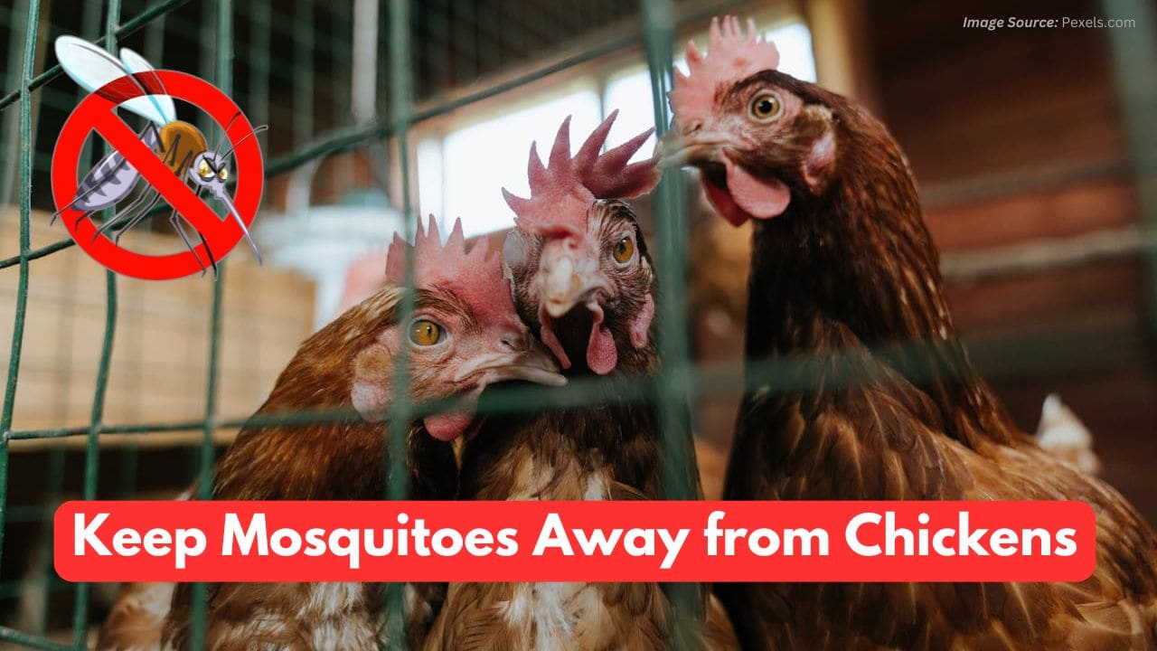 Keep Mosquitoes Away from Chicken