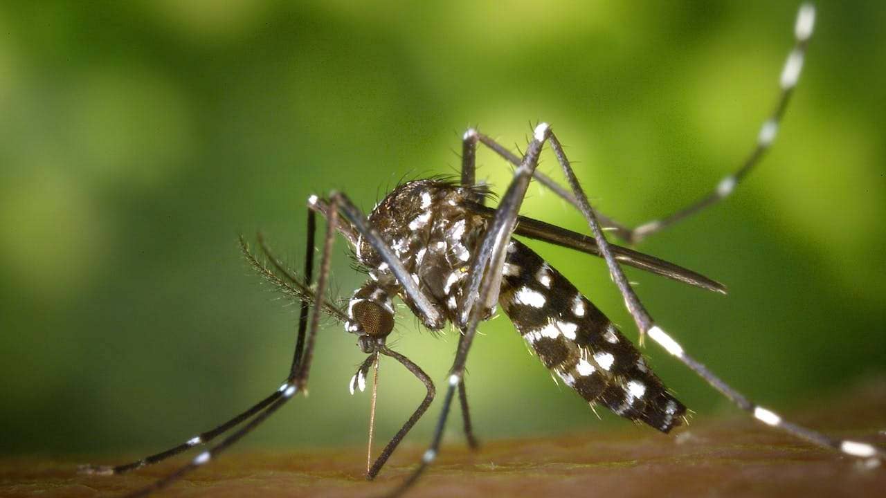 Lifespan of a Mosquito