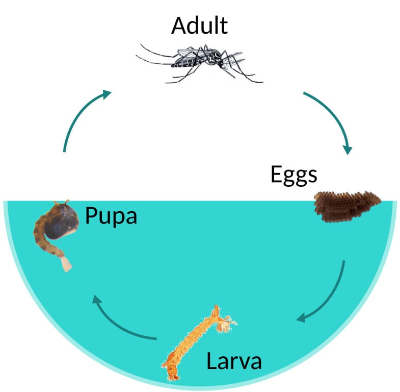 Mosquito Life Cycle