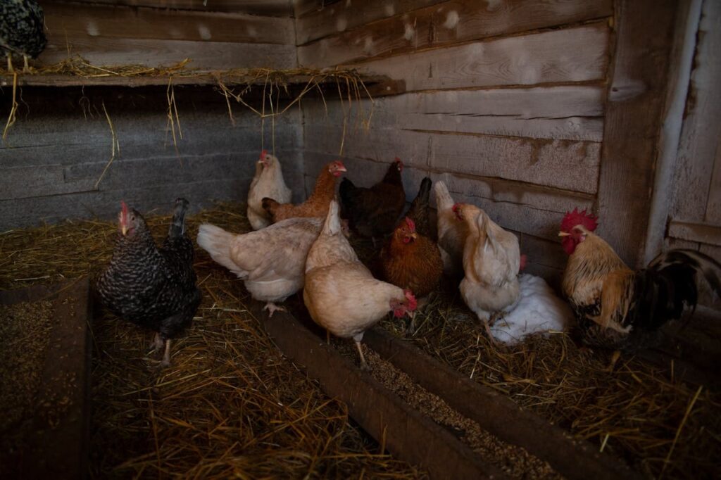 Reduce mosquito infestation in chicken coops