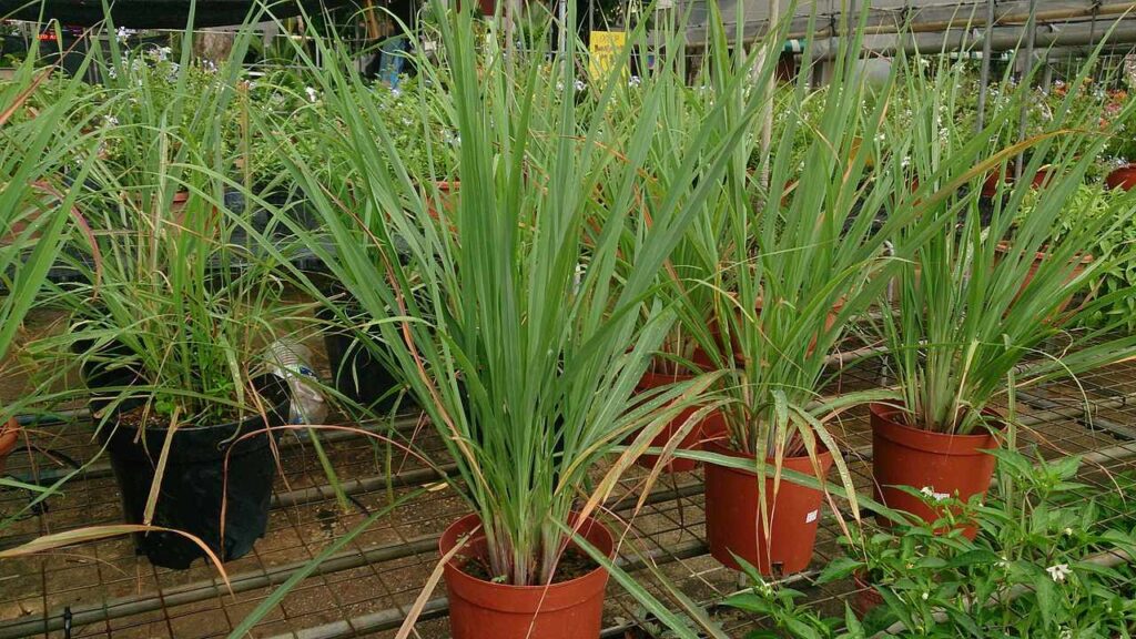 Use Lemon Grass as Mosquito Repellent