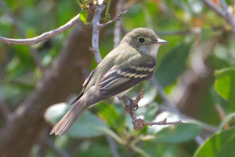 Acadian Flycatcher