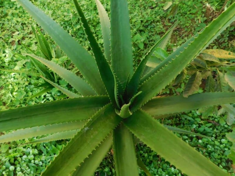 Aloe Vera Plant