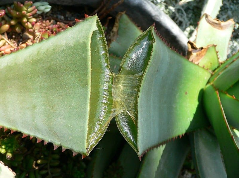 Aloe Vera help in mosquito bites