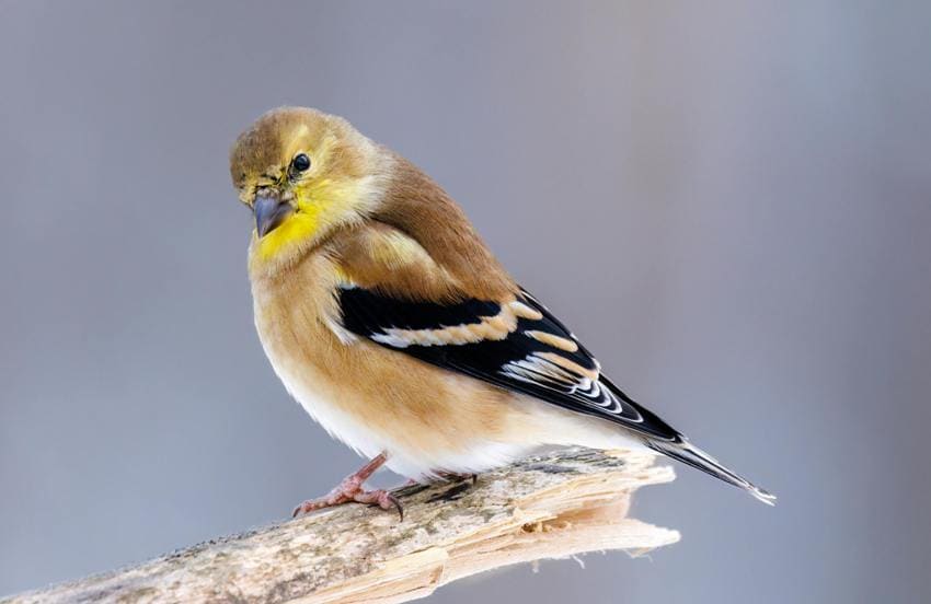 American Goldfinch