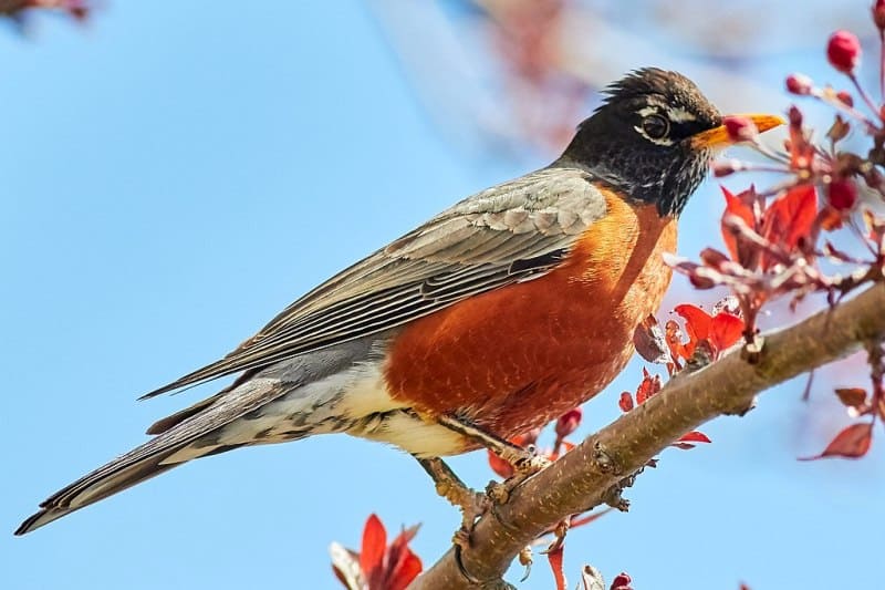 American Robin