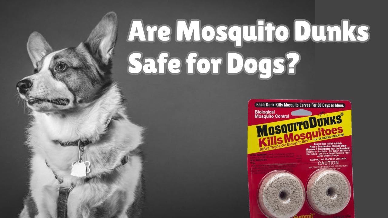 Are Mosquito Dunks safe for Dogs