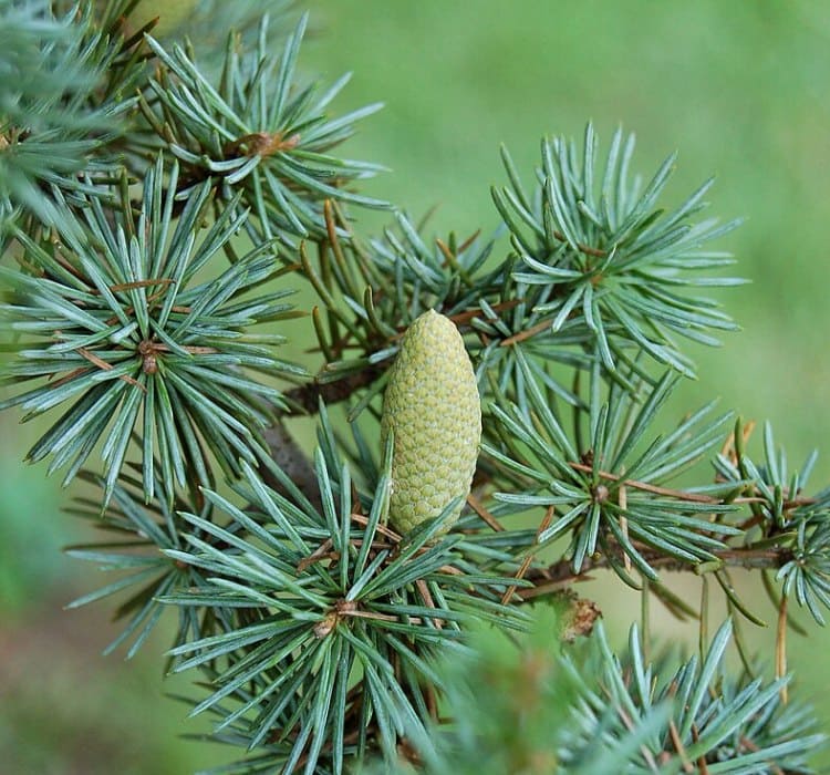 Atlas Cedar Plant