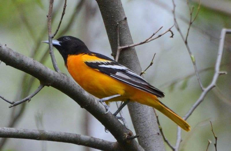 Baltimore Oriole