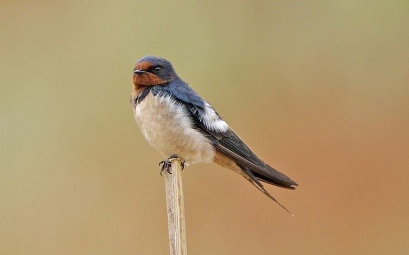 Barn Swallow