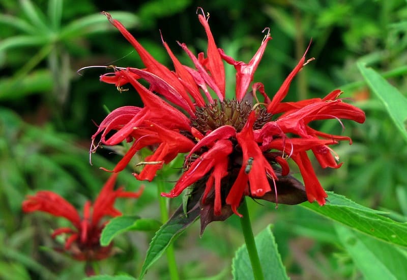 Bee Balm Plant