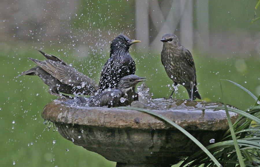 Birds bathing in a bird bath