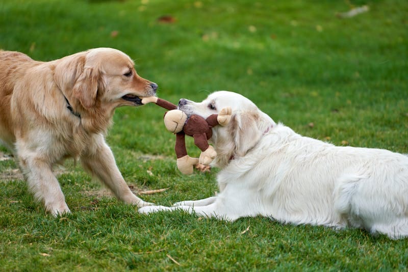 Can dogs get mosquito bites