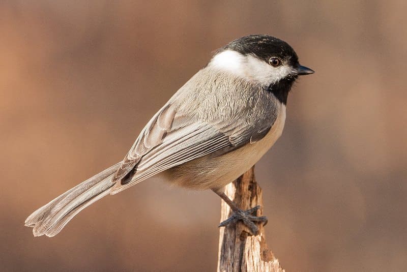 Carolina Chickadee