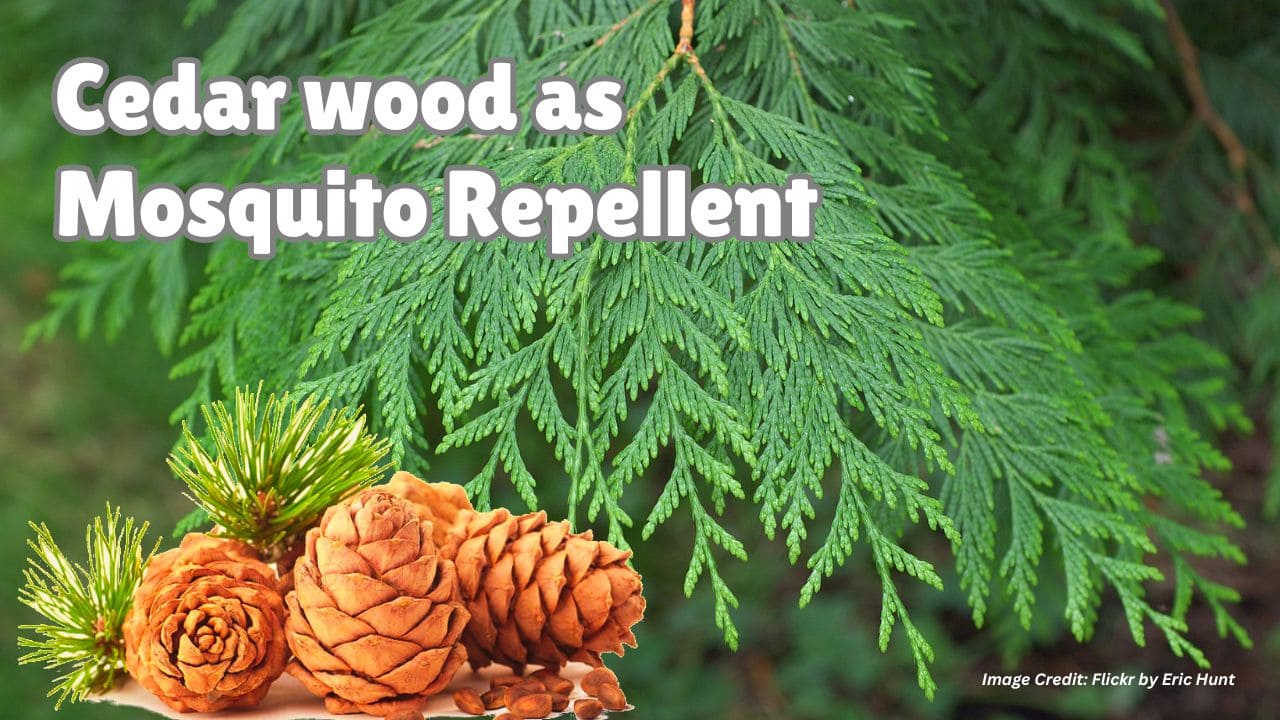 Cedarwood as mosquito repellent