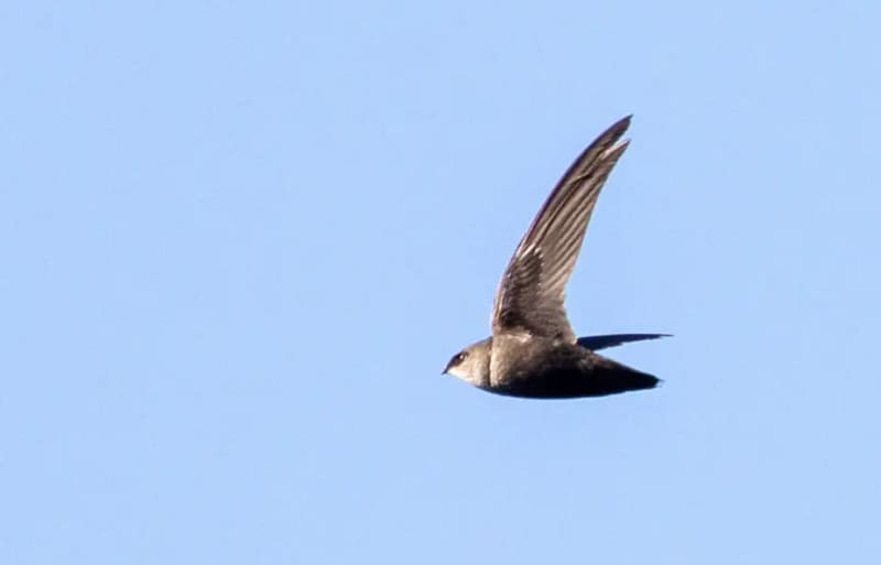 Chimney Swift