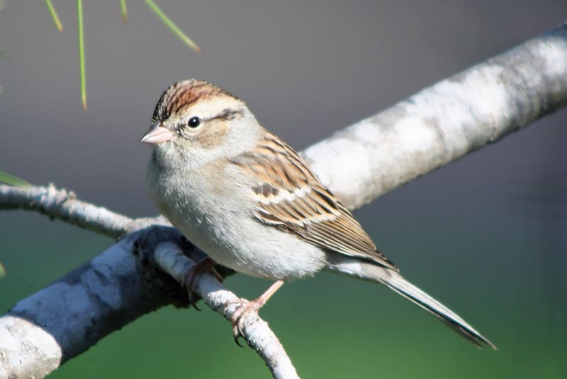 Chipping Sparrow