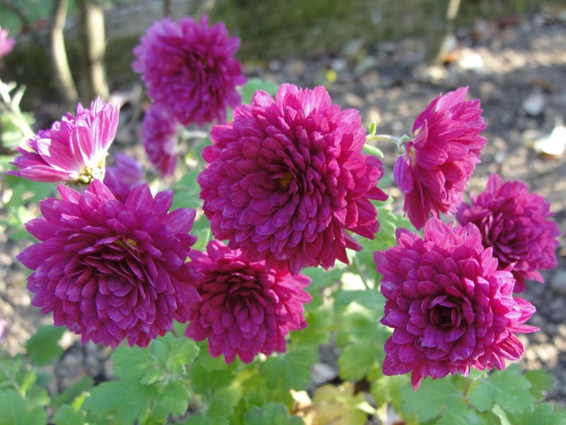 Chrysanthemum Pink Flower Plant