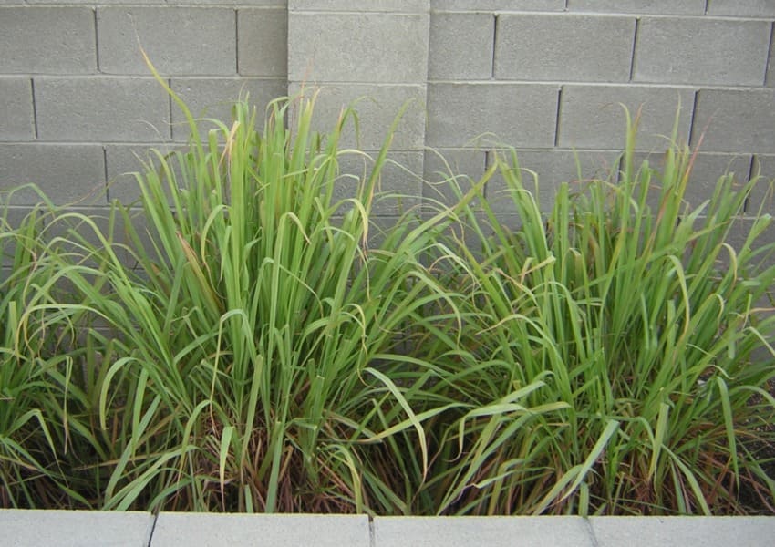 Citronella Grass