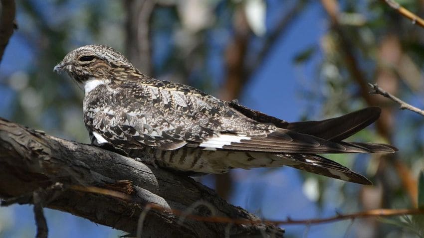 Common Nighthawk