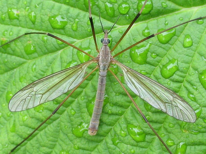 Controlling mosquito eaters to protect your garden