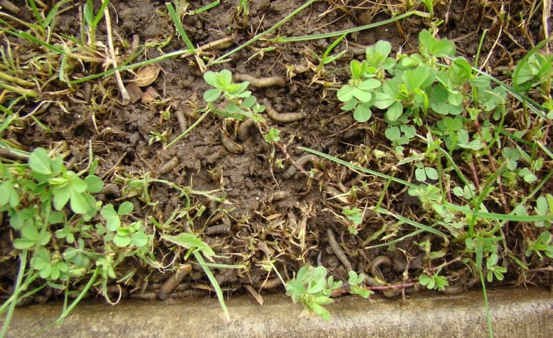 Crane fly larvae