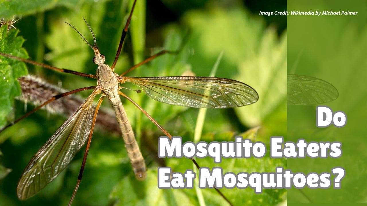 Do mosquito eaters eat mosquitoes