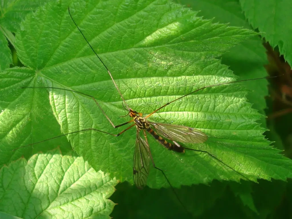 Do mosquito eaters eat mosquitoes