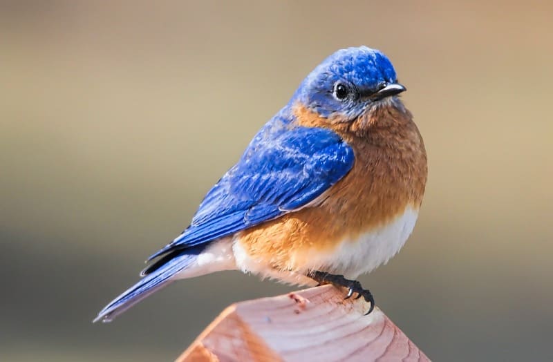 Eastern Bluebird