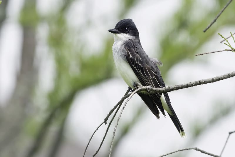 Eastern Kingbird