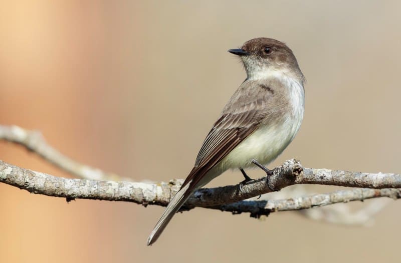 Eastern Phoebe