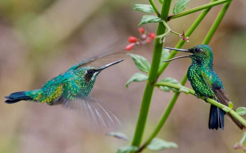 Emerald Hummingbird