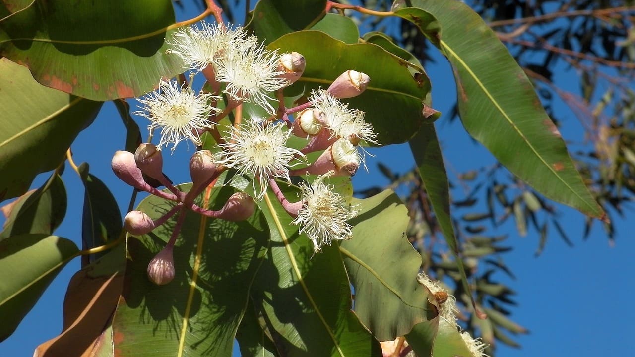 Eucalyptus Flower