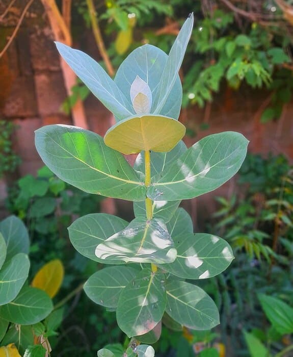 Eucalyptus Plant