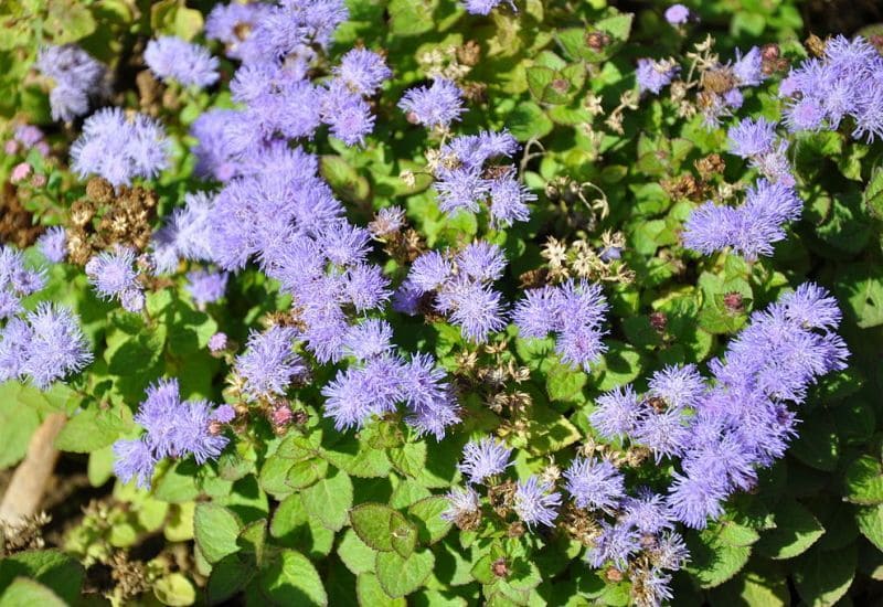 Floss Flower (Ageratum) Plant