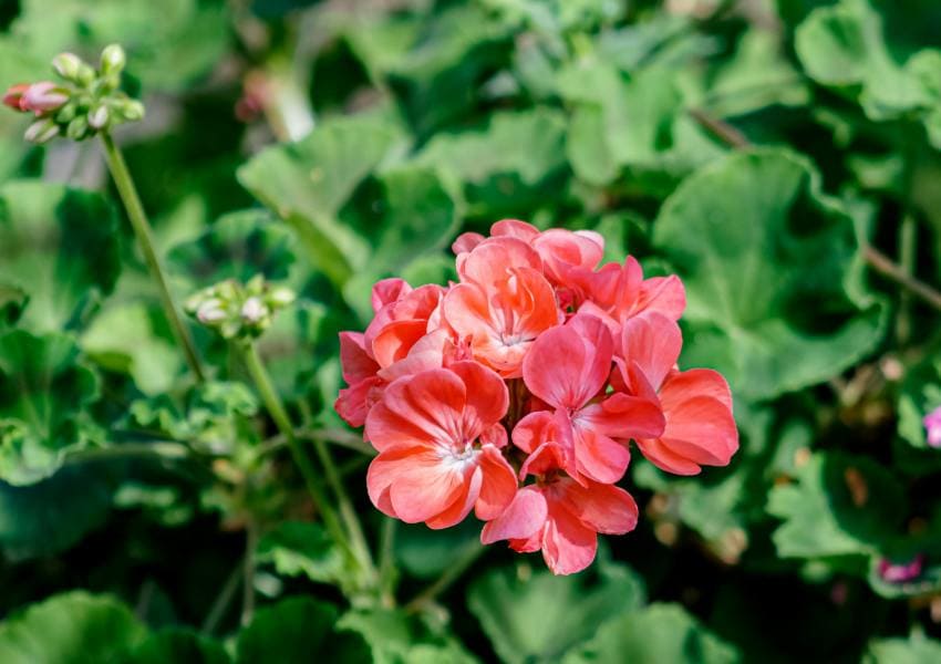 Geranium Plant