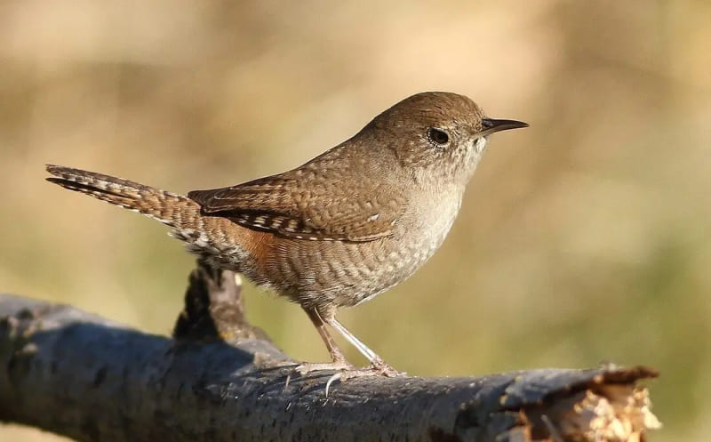 House Wren