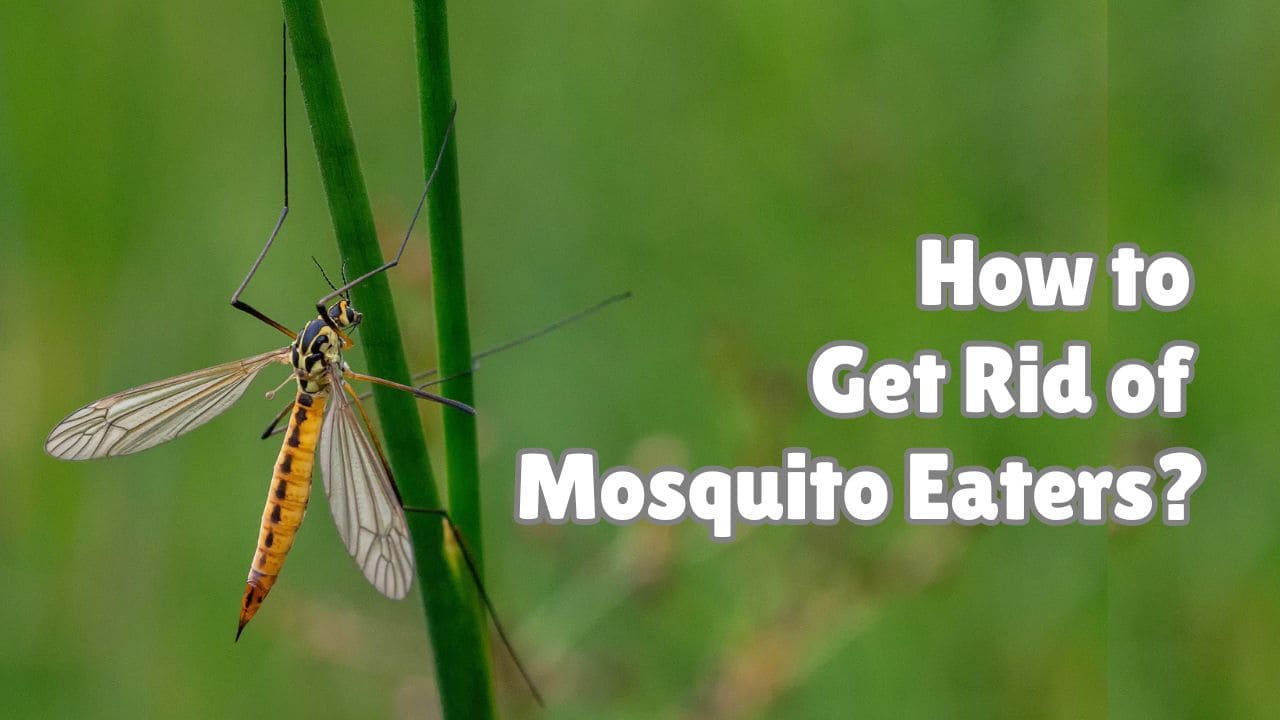 How to Get Rid of Mosquito Eaters