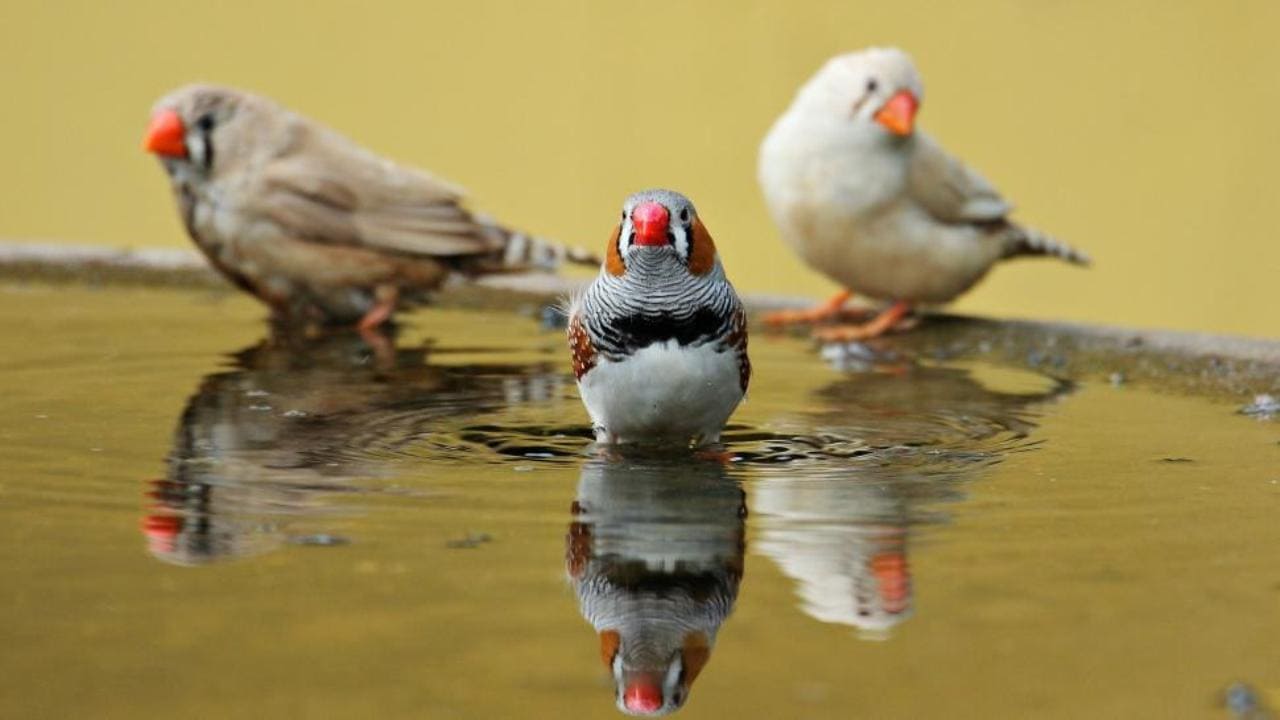 How to keep mosquitoes out of bird bath