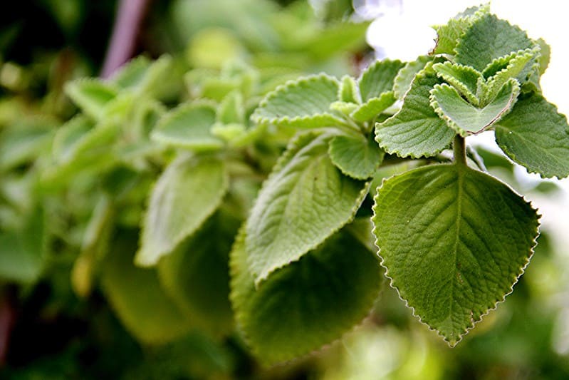 Indian Borage Plectranthus amboinicus