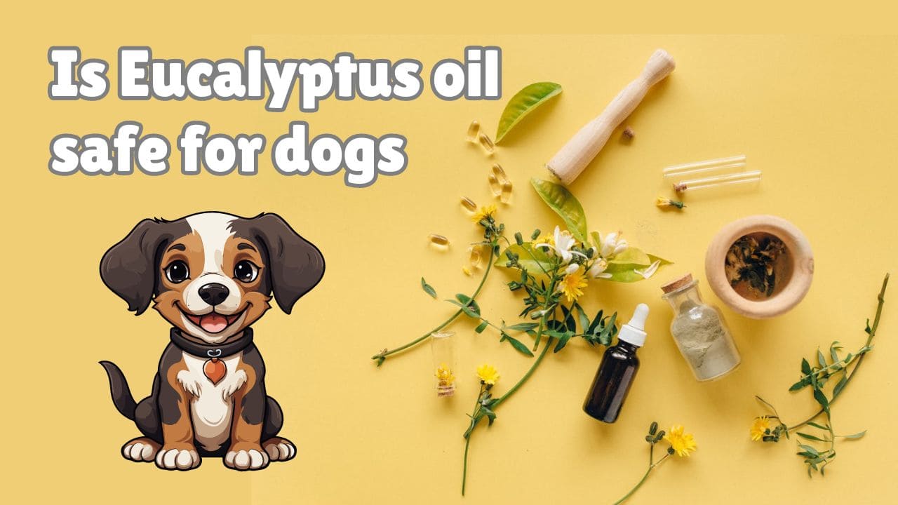 Is Eucalyptus oil safe for dogs