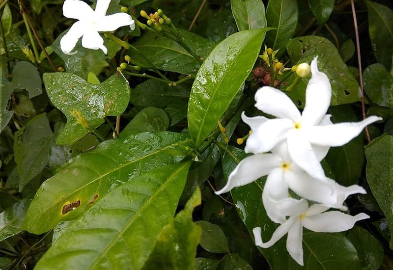 Jasmine Plant