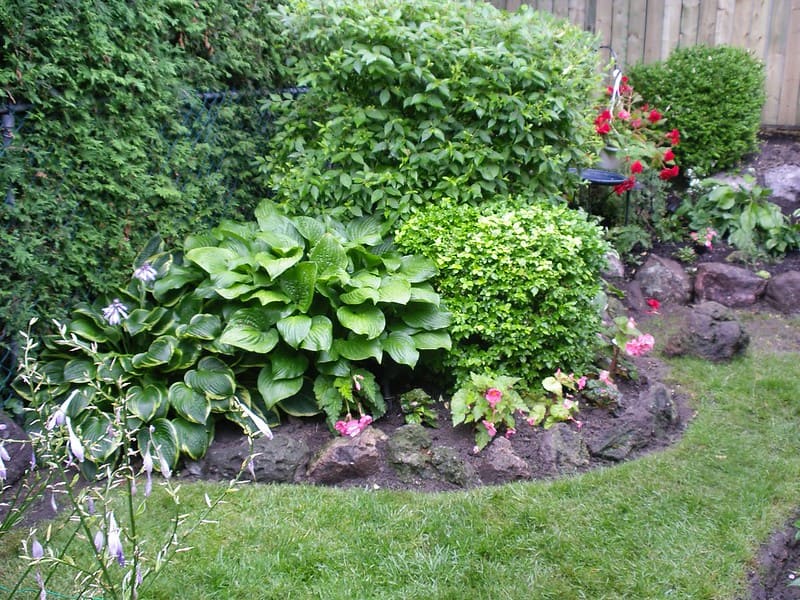 Landscaping with perennial mosquito repellent plants